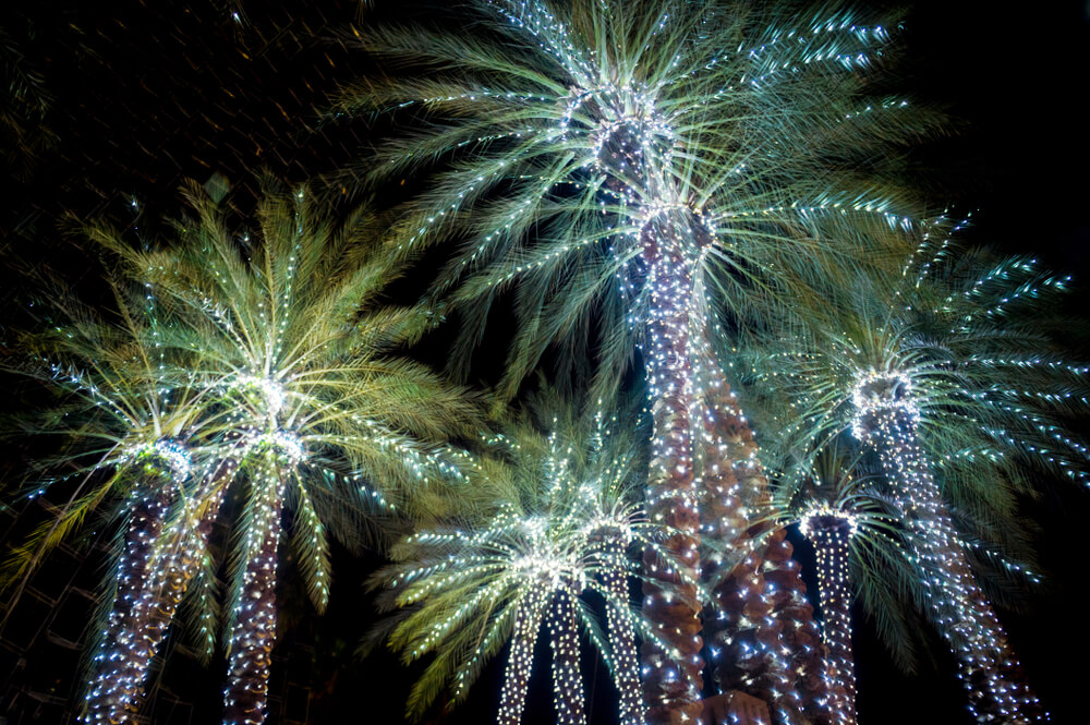 Photo of lit up palm trees during winter festivals in Tampa