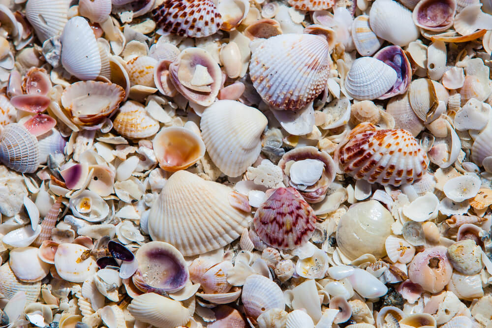 Photo of Florida Gulf Coast shells piled on a beach