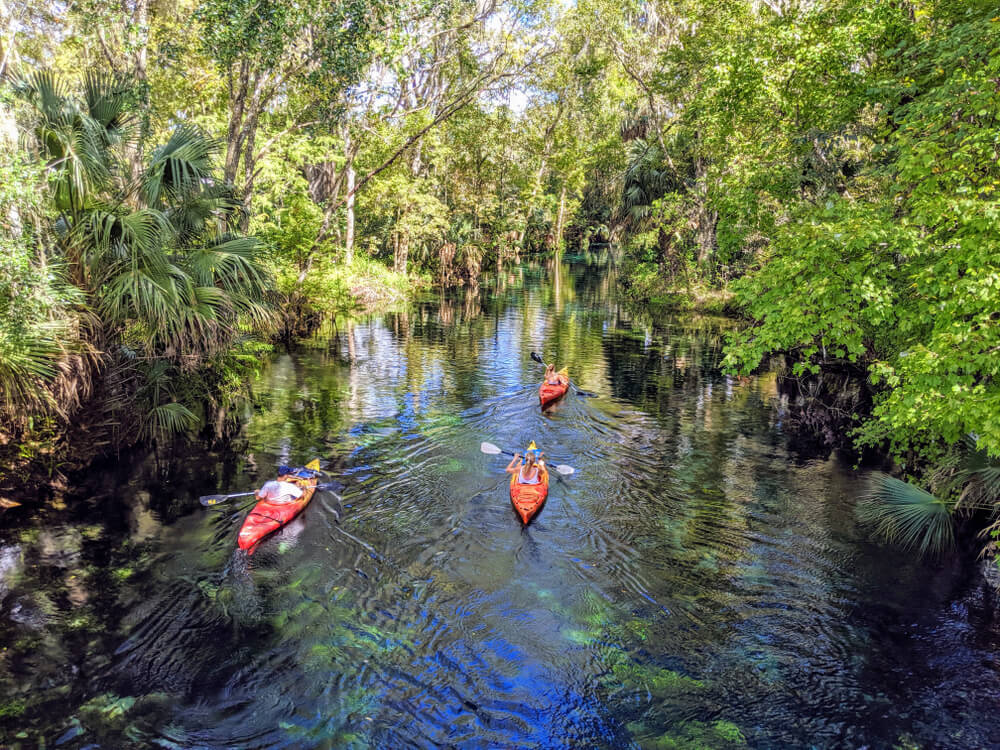 Photo of people kayaking through mangroves during an eco tour in Florida