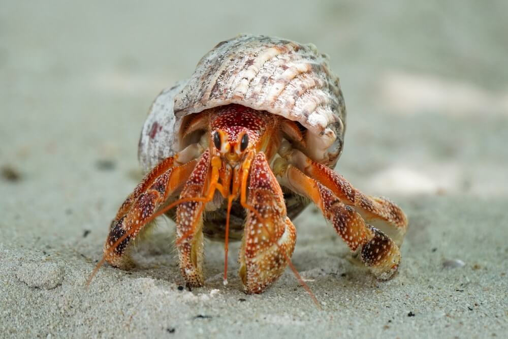 hermit crab at the beach: one of the most common wildlife of Florida