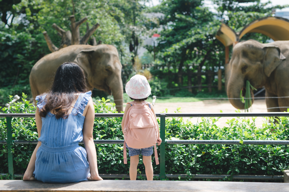 Parent and child looking at elephants at Tampa zoos and aquariums