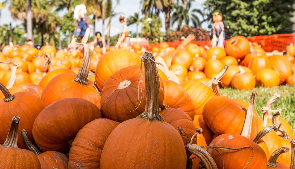 Pumpkins on the Florida Gulf Coast