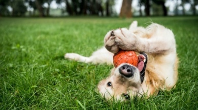 Dog playing in park with ball | Indian Rocks Beach Condo Rentals