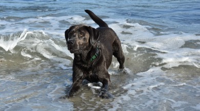 Dog playing at beach | Plumlee Indian Rocks Beach Condo Rentals
