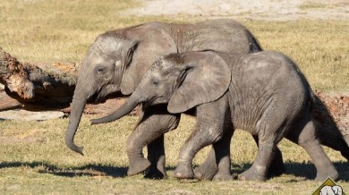 elephants at tampa zoo | Plumlee Vacation Rentals
