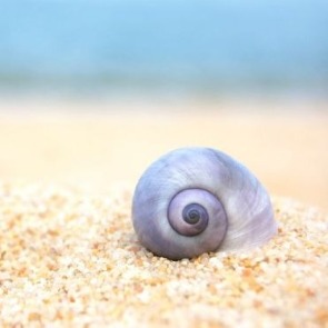 Closeup of Shell on the Beach | Plumlee Realty