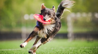 Dog playing with frisbee in dog park | Plumlee Indian Rocks Beach Condo Rentals