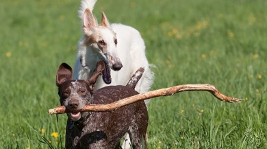 Dogs playing in dog park with sticks | Plumlee Indian Rocks Beach Condo Rentals