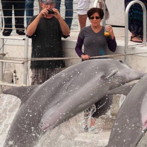 Dolphin Snorkeling Island Cruise to Edgmont Key | Plumlee Indian Rocks Beach Rentals