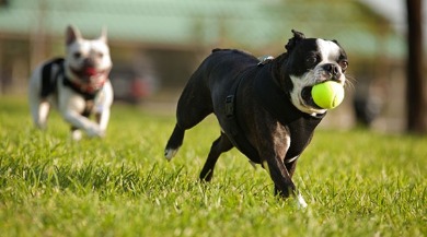 Dogs playing with tennis ball in park | Plumlee Indian Rocks Beach Condo Rentals