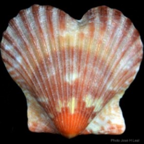Heart Shaped Scallop Shell from the Shell Museum | Plumlee Gulf Beach Vacation Rentals