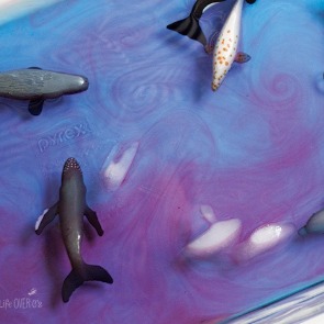 Toy sharks in ice cold water with boiling water poured in to form currents and eddies | Plumlee Gulf Beach Vacation Rentals