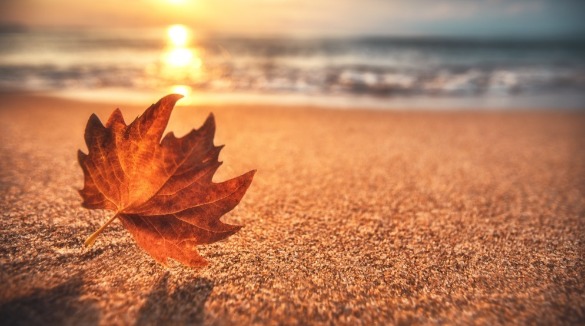 fall leaf on the beach | Plumlee Vacation Rentals