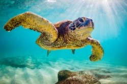 sea turtle swimming in the ocean | Plumlee Gulf Beach Realty