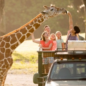 giraffe encounter at Busch Gardens Tampa | Plumlee Gulf Beach Realty