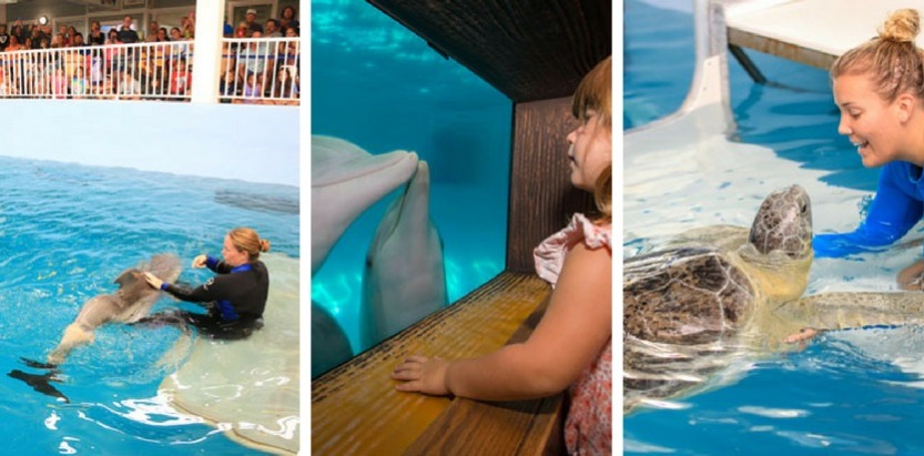 clearwater florida aquarium | Plumlee Vacation Rentals