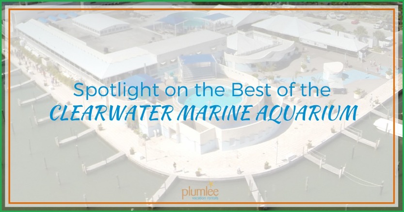 Spotlight on the Best of the Clearwater Marine Aquarium | Plumlee Vacation Rentals