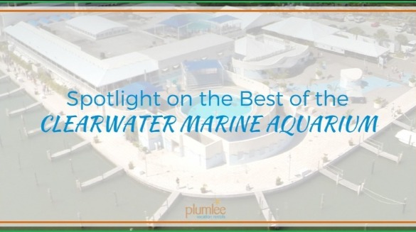 Best of the Clearwater Marine Aquarium | Plumlee Gulf Beach Vacations