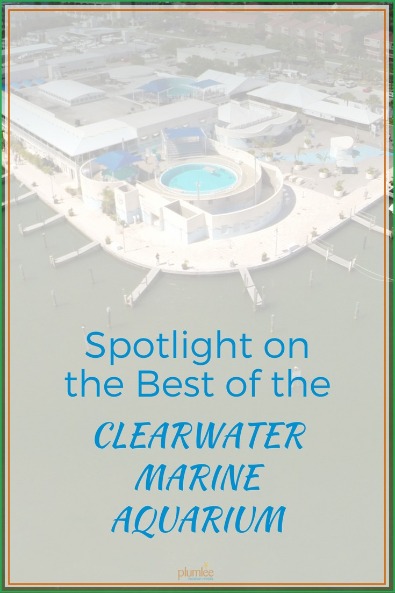 Spotlight on the Best of the Clearwater Marine Aquarium | Plumlee Vacation Rentals