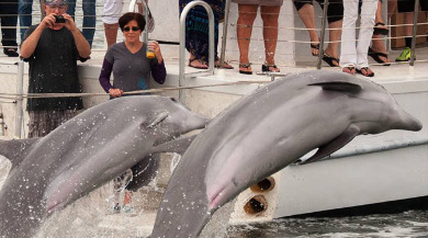 Dolphin Snorkeling Cruise | Plumlee Vacation Rentals Indian Rocks Beach Florida
