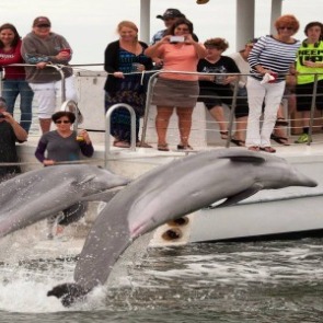 Dolphin sightseeing cruise | Plumlee Indian Rocks Beach Rentals