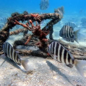 Fish and coral reef in the Gulf of Mexico | Plumlee Indian Rocks Beach Vacation Rentals