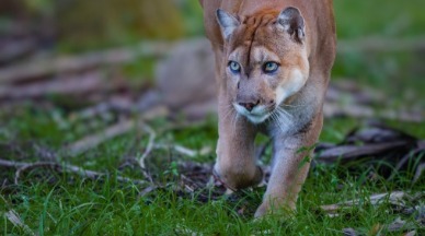 Florida State Animal: Panther | Plumlee Indian Rocks Beach Rentals