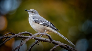 Florida State Bird: Mockingbird | Plumlee Indian Rocks Beach Rentals