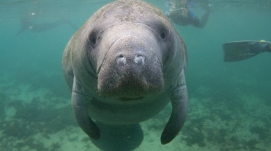 Florida State Marine Mammal: Manatee | Plumlee Indian Rocks Beach Rentals