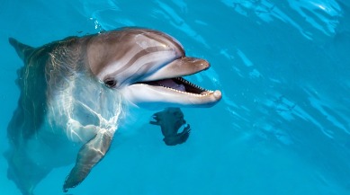 Florida State Saltwater Mammal: Dolphin | Plumlee Indian Rocks Beach Rentals
