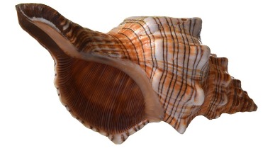 Florida State Shell: Horse Conch | Plumlee Indian Rocks Beach Rentals