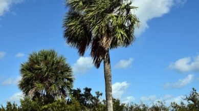 Florida State Tree: Sabal Palm | Plumlee Indian Rocks Beach Rentals