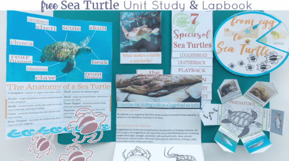Free Sea Turtle Lapbook for Homeschool | Plumlee Vacation Rentals Indian Rocks Beach