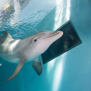 family-friend gulf coast activities, dolphin | Plumlee Vacation Rentals
