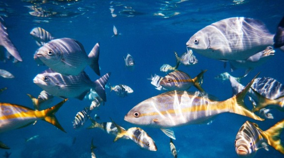 Colorful tropical fish swimming in the Gulf of Mexico | Plumlee Vacation Rentals Indian Rocks Beach, Florida