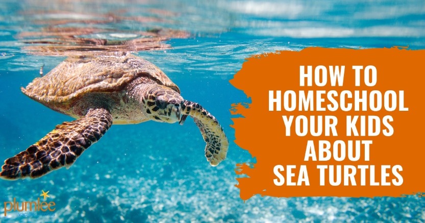 How To Homeschool Your Kids About Sea Turtles