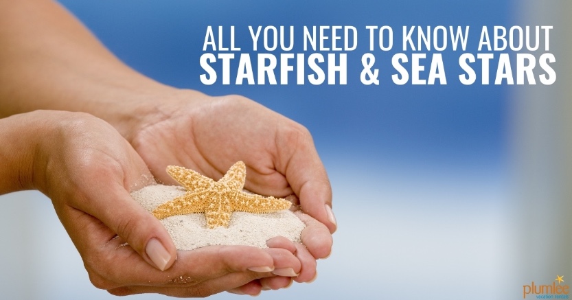 All You Need to Know About Starfish and Sea Stars