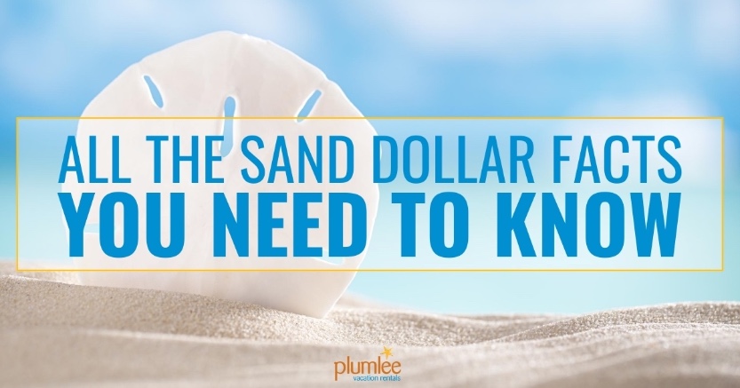 All the Sand Dollar Facts You Need to Know