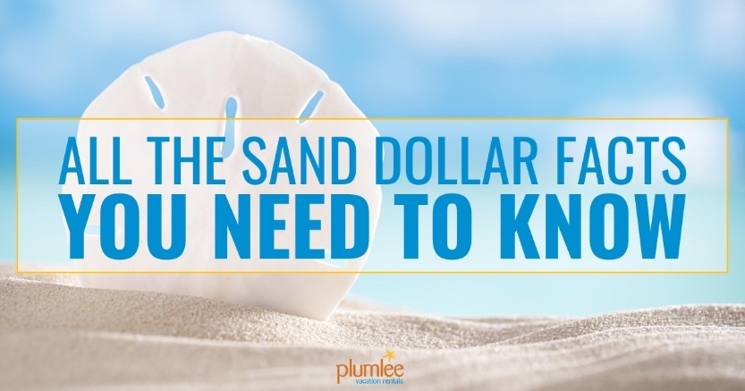 How to Harden a Sand Dollar