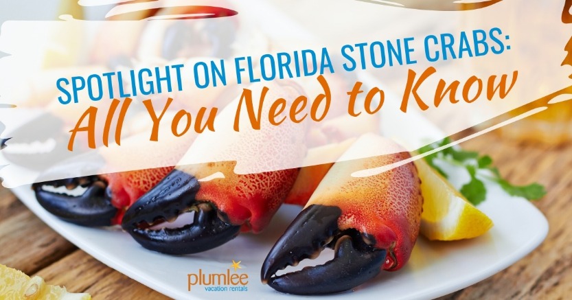 Spotlight on Florida Stone Crabs: All You Need to Know | Plumlee Vacation Rentals