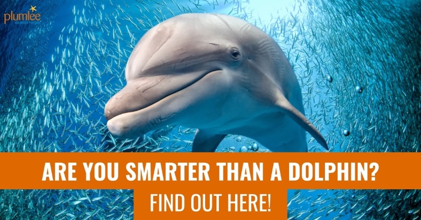 Are You Smarter Than a Dolphin? Find Out Here!