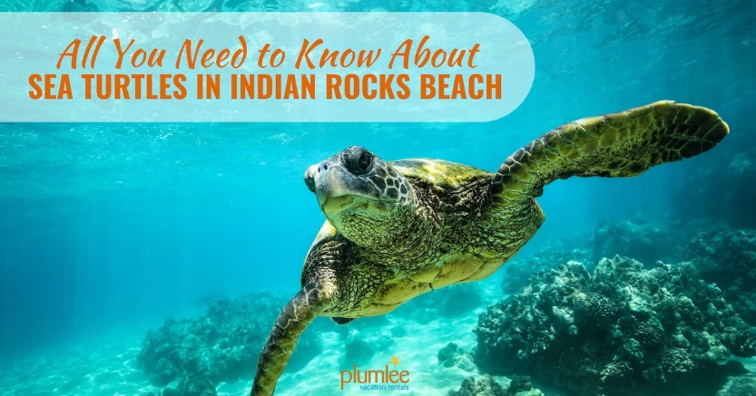 All You Need to Know About Sea Turtles in Indian Rocks Beach | Plumlee Vacation Rentals