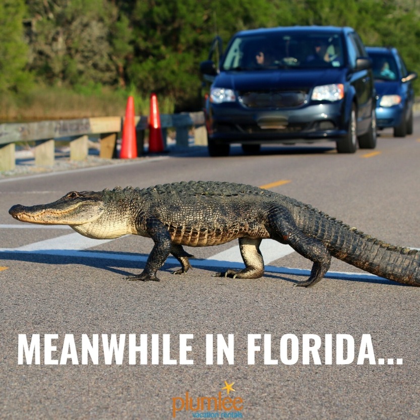 Florida Winter Memes That Will Get You in the Mood for Vacation