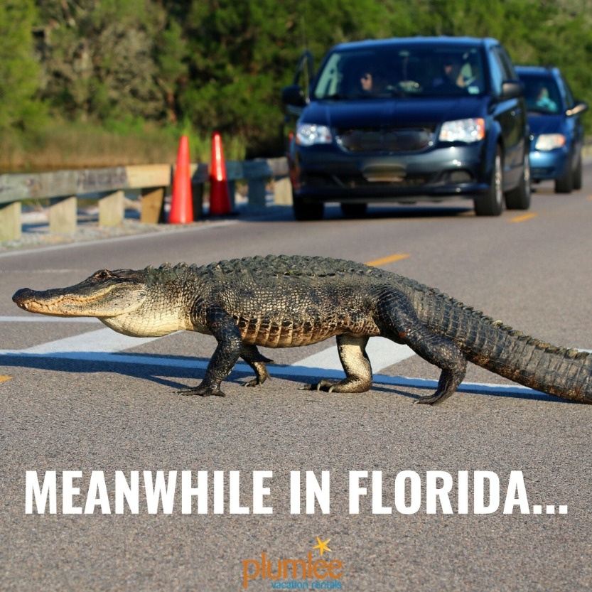 Florida Memes That Will Get You in the Mood for Vacation