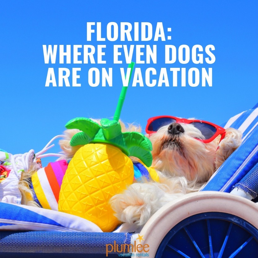 Florida Winter Beach Memes That Will Get You in the Mood for Vacation
