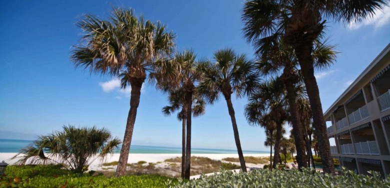 oceanfront with palm trees | Plumlee Vacation Rentals