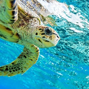 Sea turtles love Indian Shores beach | Plumlee Vacations Rentals