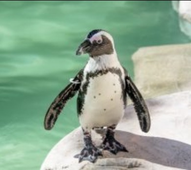 penguin at the Tampa zoo | Plumlee Gulf Beach Realty
