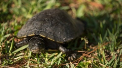 Turtle sitting in grass in McGough Nature Park, Florida | Plumlee Indian Rocks Beach Vacation Rentals