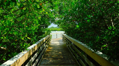 Boardwalk through Nature Square Park in Indian Shores, Florida | Plumlee Indian Rocks Beach Vacation Rentals